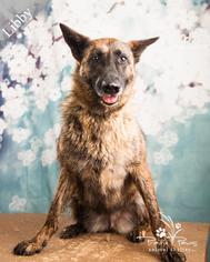 Mutt Dogs for adoption in Ottawa, KS, USA