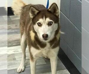 Siberian Husky Dogs for adoption in Von Ormy, TX, USA