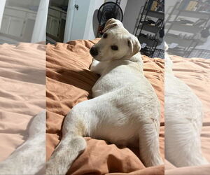 Carolina Dog-Unknown Mix Dogs for adoption in Sanford, FL, USA