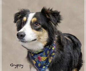 Australian Shepherd Dogs for adoption in Hot Springs Village, AR, USA