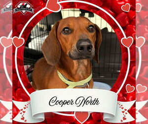 Dachshund Dogs for adoption in San Antonio, TX, USA