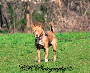 Alaskan Husky-Australian Kelpie Mix Dogs for adoption in Millington, TN, USA