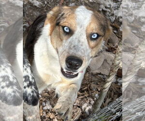 Border Collie-Unknown Mix Dogs for adoption in Harrison, AR, USA