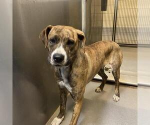 Boxer-Unknown Mix Dogs for adoption in Modesto, CA, USA