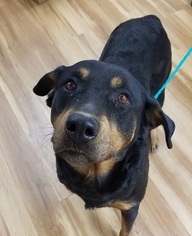Rottweiler-Unknown Mix Dogs for adoption in Canon City, CO, USA