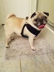 Pug Dogs for adoption in Lake Forest, CA, USA