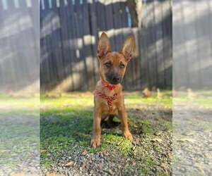 Mutt Dogs for adoption in San Diego, CA, USA