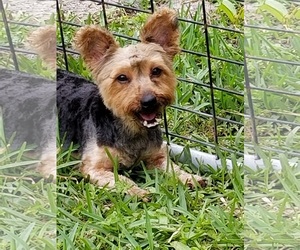 Silky Terrier Dogs for adoption in Royal Palm Beach, FL, USA