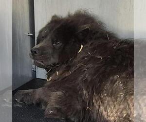 Chow Chow Dogs for adoption in San Antonio, TX, USA