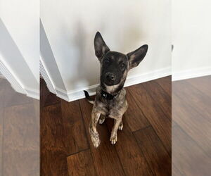 German Shepherd Dog-Unknown Mix Dogs for adoption in Raleigh, NC, USA