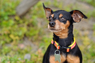 Miniature Pinscher-Unknown Mix Dogs for adoption in Newhall, CA, USA