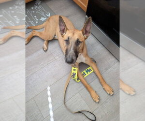 Bull Terrier-Unknown Mix Dogs for adoption in Las Vegas, NV, USA