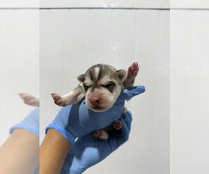 Siberian Husky Dogs for adoption in San Bernardino, CA, USA