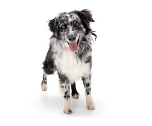 Australian Shepherd-Unknown Mix Dogs for adoption in Los Angeles, CA, USA
