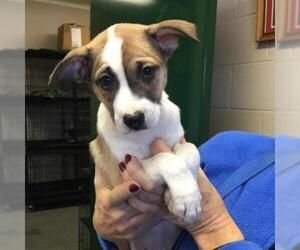 Jack Russell Terrier Dogs for adoption in Hamilton, GA, USA
