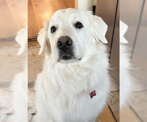 Great Pyrenees-Unknown Mix Dogs for adoption in Farmington, MN, USA