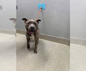 Mutt Dogs for adoption in Las Vegas, NV, USA