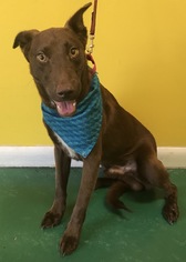 Borador Dogs for adoption in Fort Pierce, FL, USA