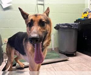 German Shepherd Dog-Unknown Mix Dogs for adoption in Grand Prairie, TX, USA