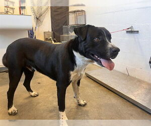 Mastador Dogs for adoption in Corona, CA, USA