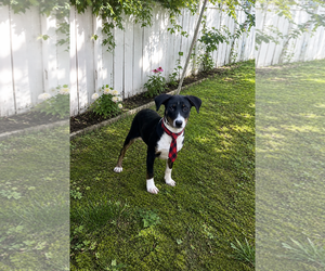 Borador Dogs for adoption in Mt. Laurel, NJ, USA