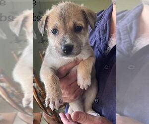 Collie-German Shepherd Dog Mix Dogs for adoption in Mankato, MN, USA