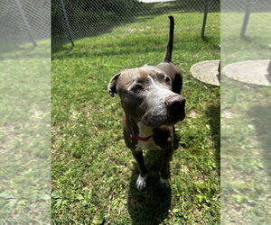 Mutt Dogs for adoption in Glen Allen, VA, USA