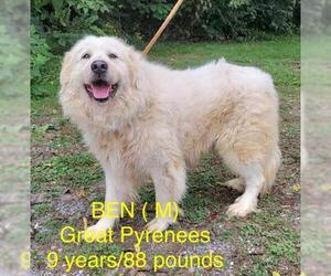 Great Pyrenees Dogs for adoption in pomfret, CT, USA