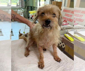 Cairn Terrier-Unknown Mix Dogs for adoption in Benton, LA, USA