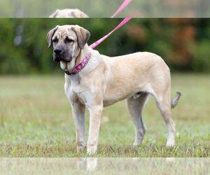 Anatolian Shepherd-Mastiff Mix Dogs for adoption in Higley, AZ, USA