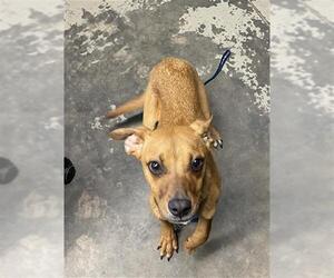 Treeing Walker Coonhound-Unknown Mix Dogs for adoption in Tallahassee, FL, USA
