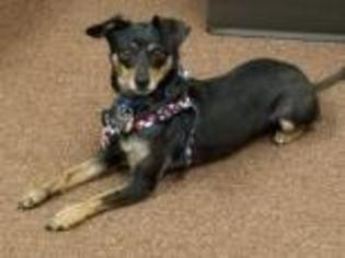 Chiweenie Dogs for adoption in Warrenton, VA, USA