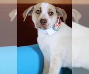 Border Collie Dogs for adoption in Rockaway, NJ, USA