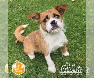 Mutt Dogs for adoption in Irvine, CA, USA