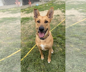 German Shepherd Dog-Unknown Mix Dogs for adoption in Chico, CA, USA