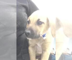 Doberman Pinscher-Unknown Mix Dogs for adoption in Riverside, CA, USA