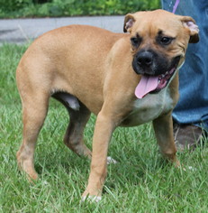 Boxer Dogs for adoption in Prattville, AL, USA