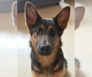 German Shepherd Dog Dogs for adoption in Staten Island, NY, USA