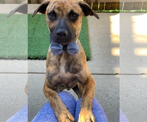 Plott Hound-Unknown Mix Dogs for adoption in Brookeville, MD, USA