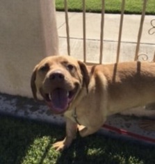 Labrador Retriever Dogs for adoption in Mission viejo, CA, USA
