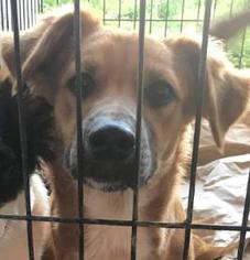 Dorgi Dogs for adoption in SHERBURNE, NY, USA