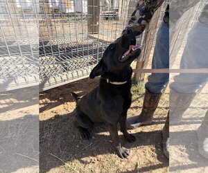 Labrador Retriever-Unknown Mix Dogs for adoption in MIDWAY, UT, USA