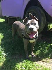 American Pit Bull Terrier-Unknown Mix Dogs for adoption in Eugene , OR, USA