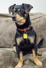 Doxie-Pin Dogs for adoption in Salem, OR, USA