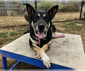German Shepherd Dog-Unknown Mix Dogs for adoption in Santa Cruz, CA, USA