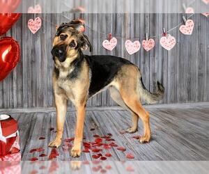 German Shepherd Dog Dogs for adoption in West Valley, UT, USA