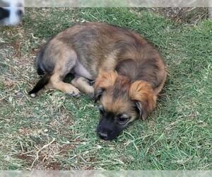 Spaniel-Unknown Mix Dogs for adoption in Tucson, AZ, USA