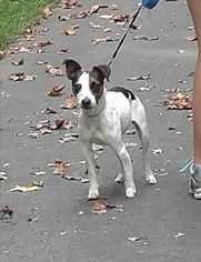 Jack Russell Terrier Dogs for adoption in Mooresville, NC, USA