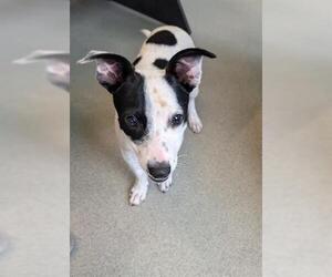 Chihuahua-Unknown Mix Dogs for adoption in San Martin, CA, USA