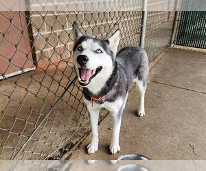 Siberian Husky Dogs for adoption in Springfield, MA, USA